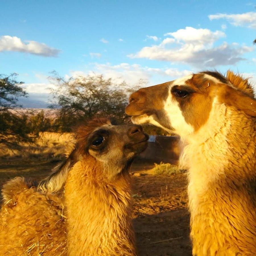 Cabanas Voyage Atacama San Pedro de Atacama Kültér fotó