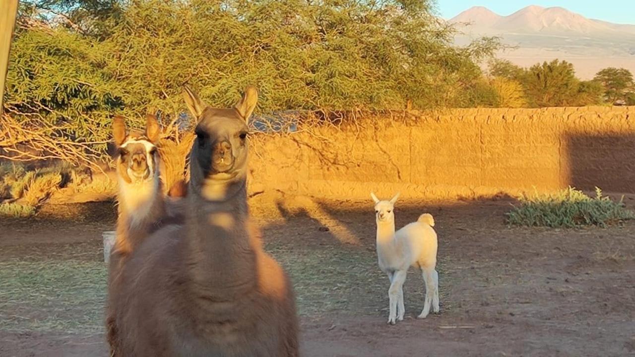 Cabanas Voyage Atacama San Pedro de Atacama Kültér fotó